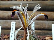 Iris rosenbachiana Sina 010005