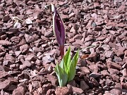 Iris rosenbachiana Tovil-Dara 0002