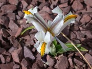 Iris rosenbachiana Vahsh 0001