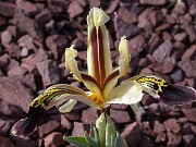 Iris rosenbachiana Varzob 0001