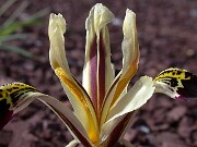 Iris rosenbachiana Varzob 0002