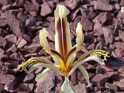 Iris rosenbachiana Varzob 0004