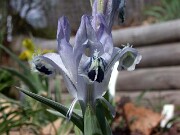 I. inconspicua