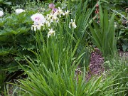 Iris sp. 20100001