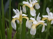 Iris sp. 20100004