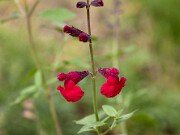 Salvia