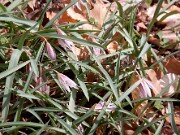 Amana edulis 0002