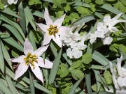 Amana edulis 20150412 0002