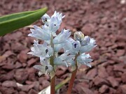 Bellevalia sp. 0004
