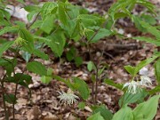 Disporum maculatum 20100002