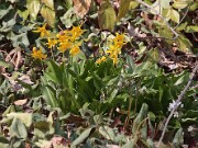 Erythronium tuolumnense 20120318_0001