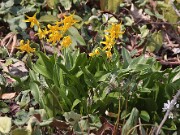 Erythronium tuolumnense 20120318_0003