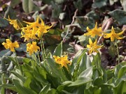 Erythronium tuolumnense 20120318_0004