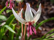 Erythronium Ardovie Bliss 20240408 0002