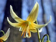 Erythronium Joanna 0001