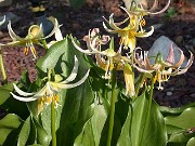 Erythronium Joanna 0003
