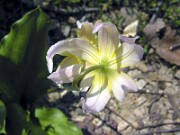 Erythronium garden hybrid 0001