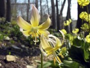 Erythronium garden hybrid 0002
