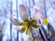 Erythronium garden hybrid 0004