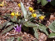 E. americanum