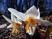 E. caucasicum