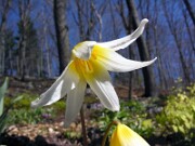 E. helenae