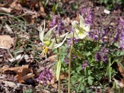 E. oregonum