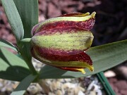 Fritillaria crassifolia ssp. kurdica 0000