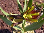 Fritillaria crassifolia ssp. kurdica 0001