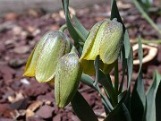 Fritillaria crassifolia ssp. kurdica 0002