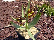 Fritillaria crassifolia ssp. kurdica 0009