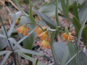 Fritillaria eastwoodii 0001