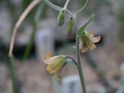 Fritillaria eastwoodii 0003
