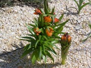 Fritillaria eduardii 0001