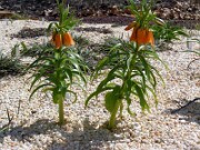 Fritillaria eduardii 0003