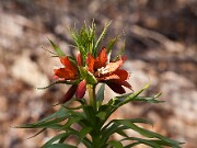 Fritillaria eduardii 20110006
