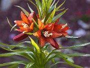 Fritillaria eduardii 20110007