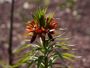 Fritillaria eduardii 20110008