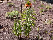 Fritillaria eduardii 20110009