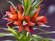 Fritillaria eduardii 20110011