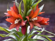 Fritillaria eduardii 20110012