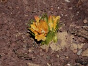 Fritillaria eduardii 20120226_0001