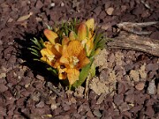 Fritillaria eduardii 20120226_0002