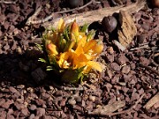 Fritillaria eduardii 20120226_0003