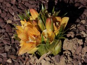 Fritillaria eduardii 20120226_0004