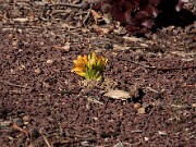 Fritillaria eduardii 20120226_0005