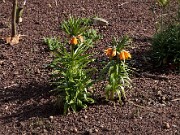 Fritillaria eduardii 20120318_0001