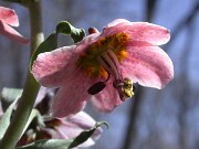 Fritillaria gibbosa 0012