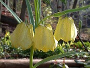 Fritillaria pallidiflora 0002