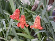 Fritillaria recurva 0004